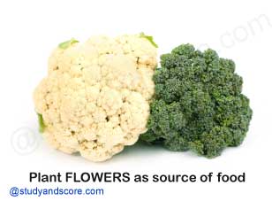 plants flowers as a source of food, cauli flower, broccoli